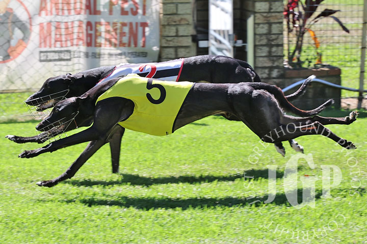 Hello-Gemini-4-120426-capweb