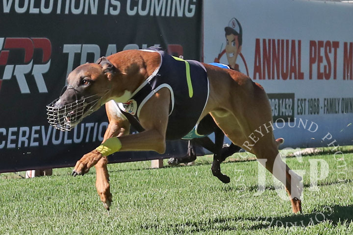 Oscar-Bravo-5-120426-capweb